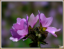 MAUVE
